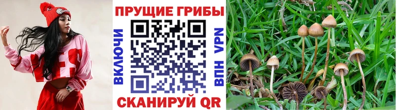 mega   что такое наркотик  Великий Устюг  Псилоцибиновые грибы Psilocybe 